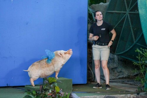 Animal-Actors-on-Location-2021-11